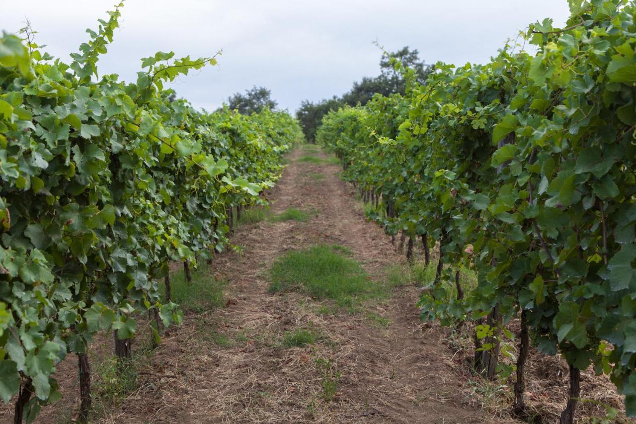 Podere Delle Rose Torre San Severo Eksteriør bilde