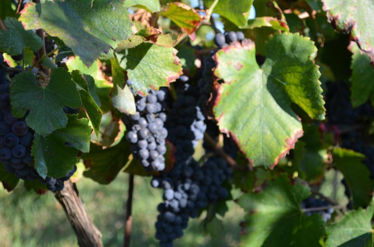 Podere Delle Rose Torre San Severo Eksteriør bilde